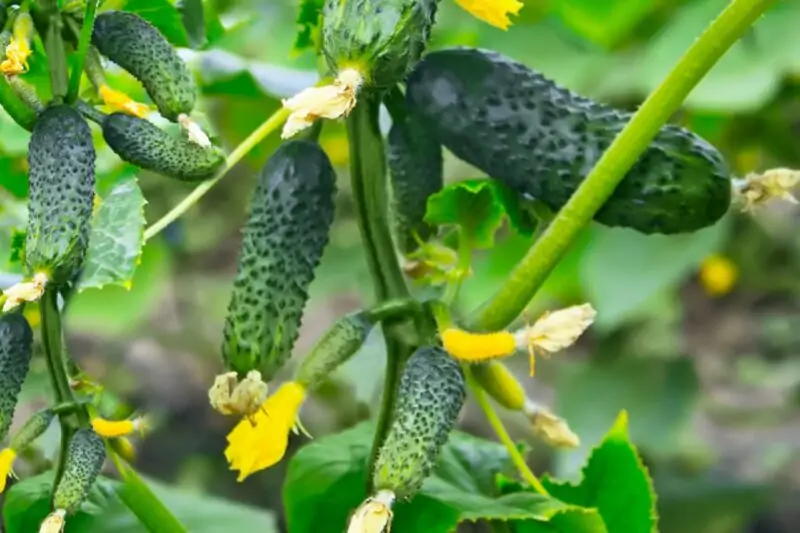 cucumber plant