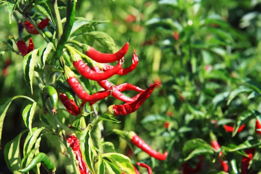 chili pepper red with grean leaves plant