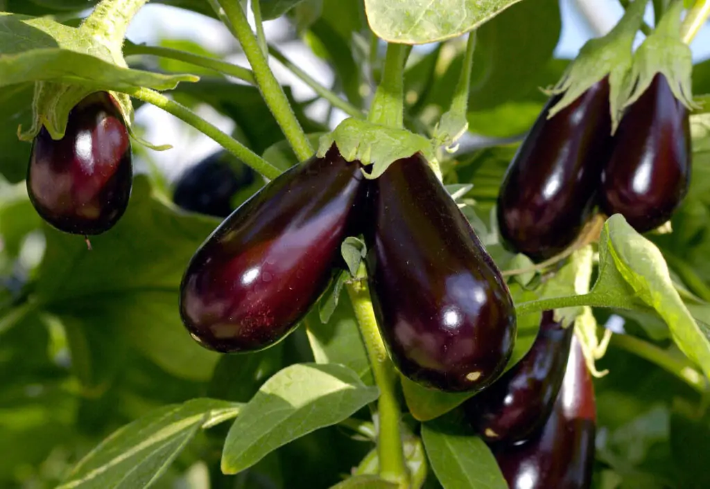 eggplants fruits