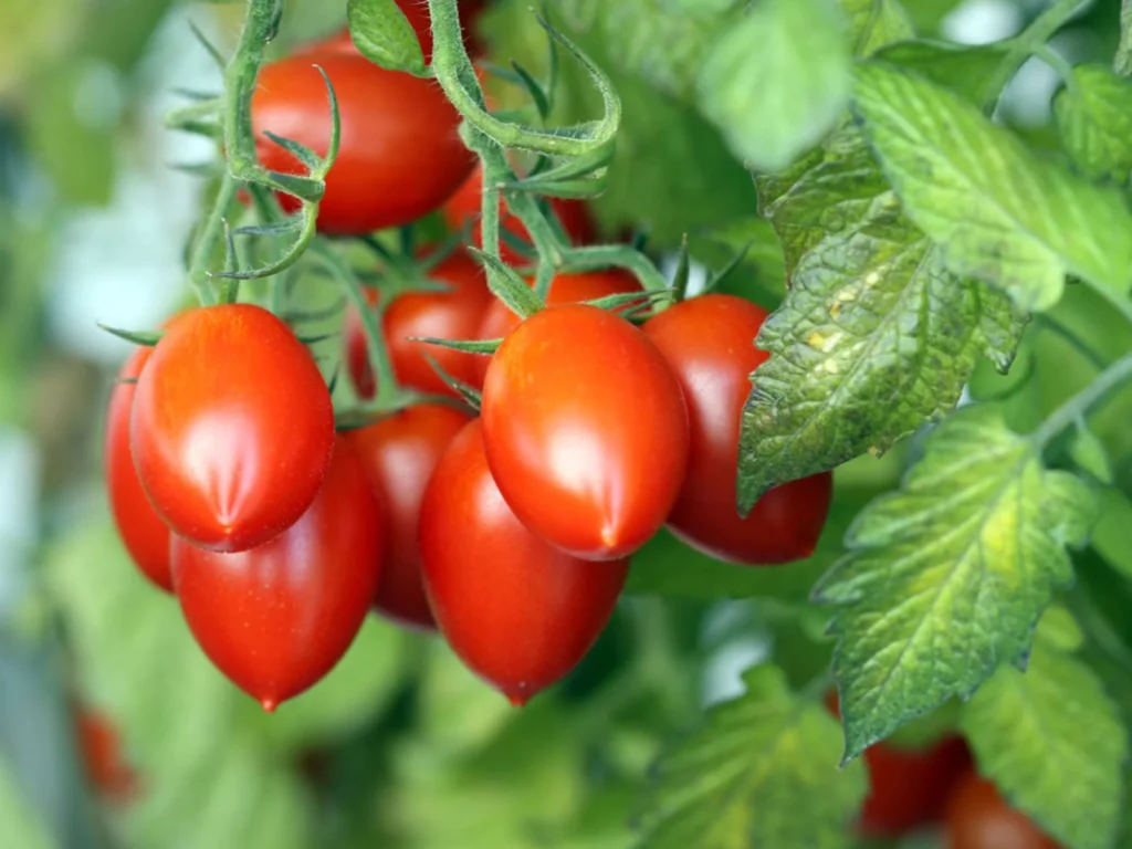 tomato fruit plant