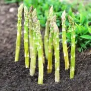 Asparagus plant growing