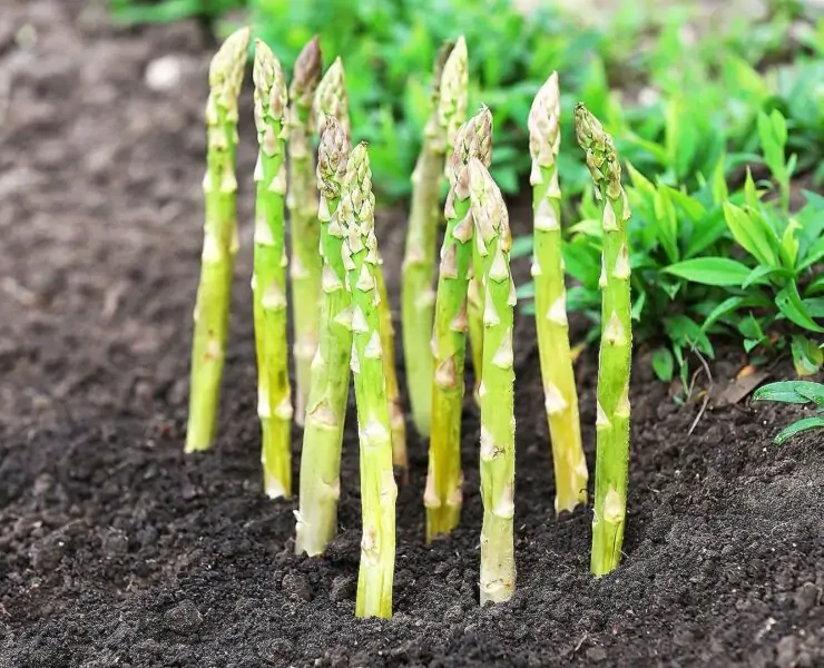 Asparagus plant growing