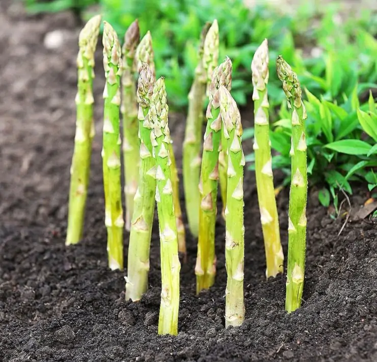 Asparagus plant growing