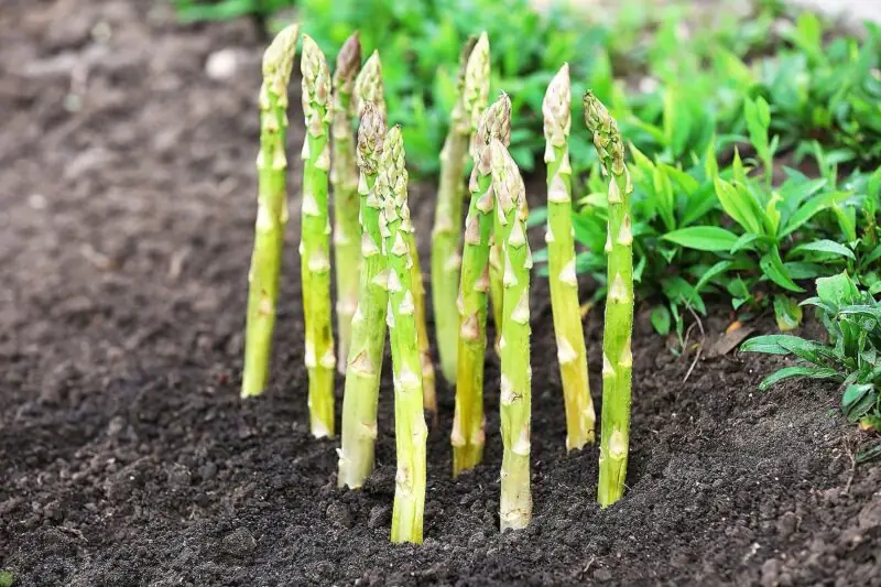 Asparagus plant growing