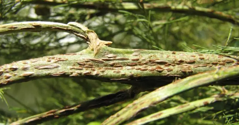 asparagus rust