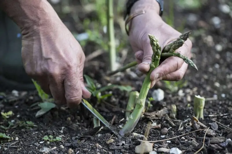 close up of person picking green asparagus in garden