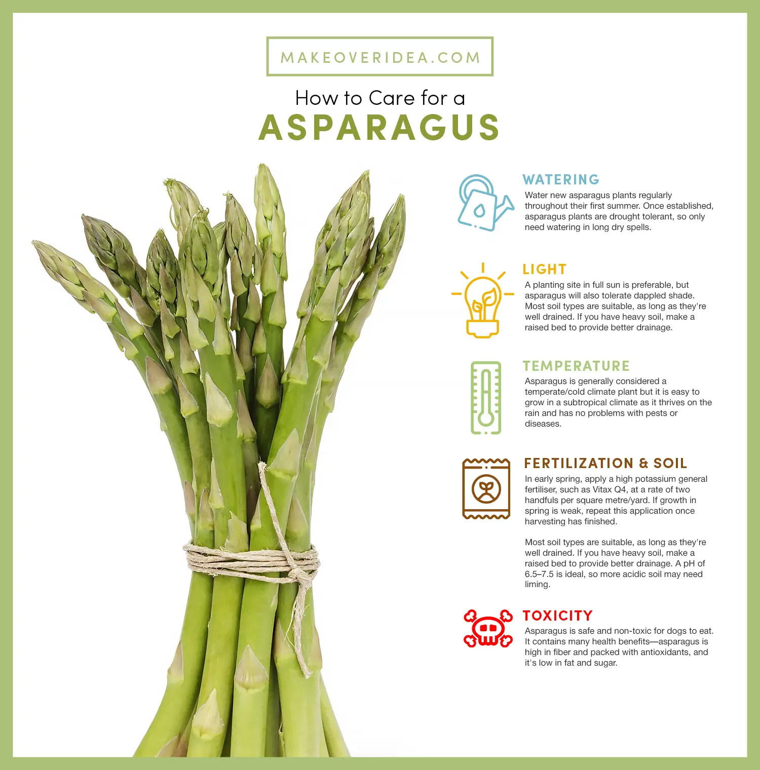 how to care of asparagus plant requirements