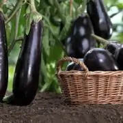 Eggplants aubergines plant