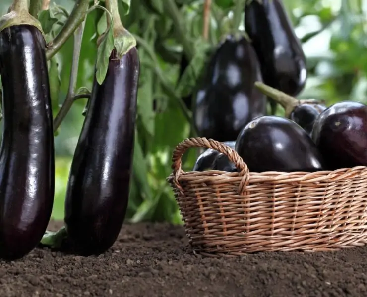 Eggplants aubergines plant