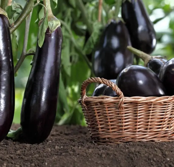Eggplants aubergines plant