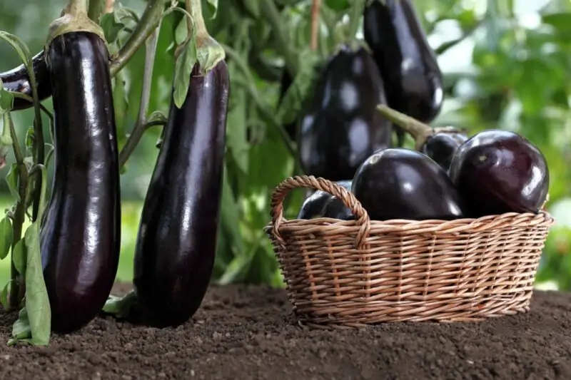 Eggplants aubergines plant