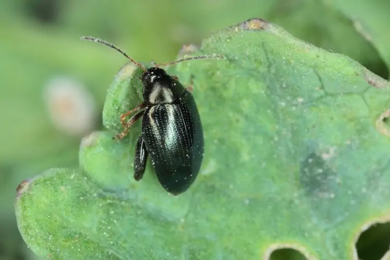 flea beetles on leave