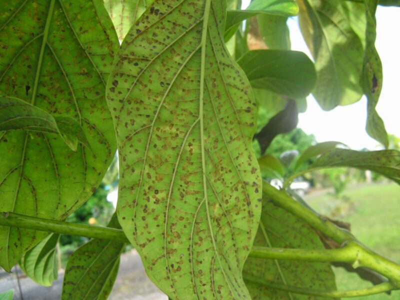 Avocado Tree Leaf Spot Disease