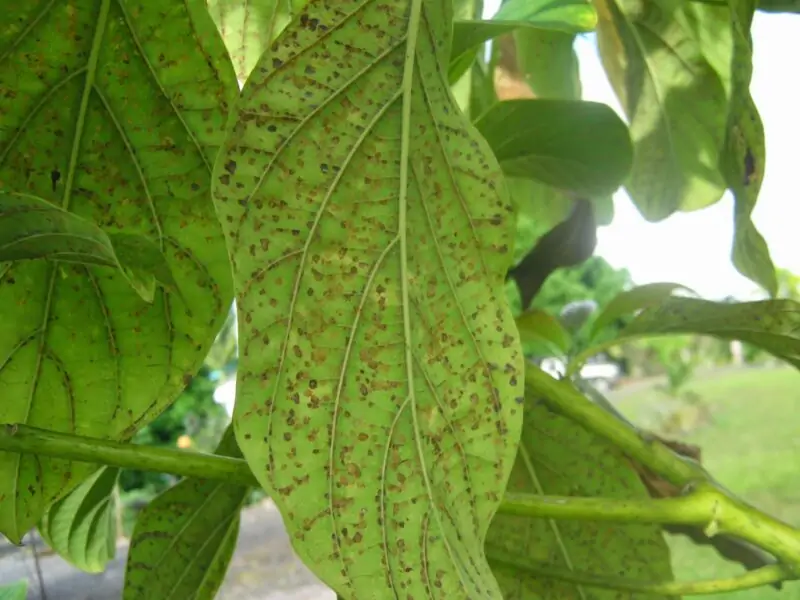 Avocado Tree Leaf Spot Disease