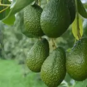 avocado plant