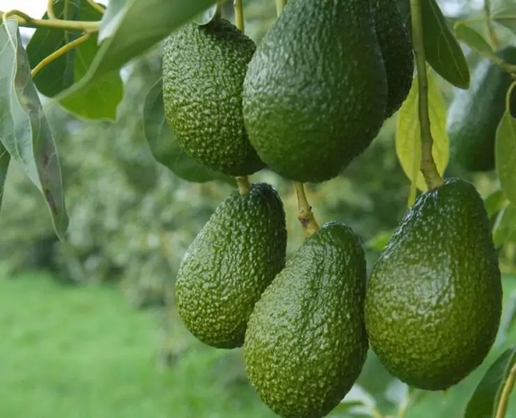 avocado plant