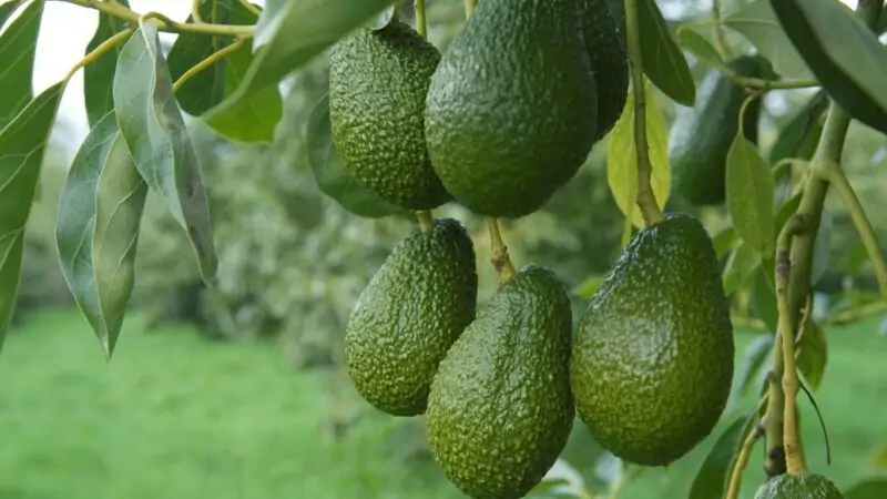 avocado plant