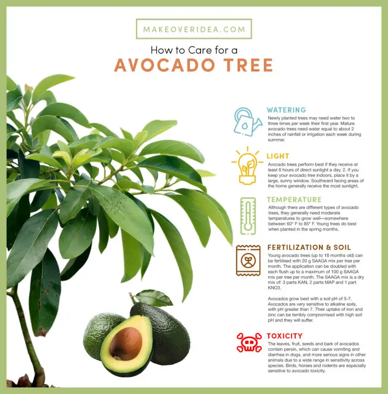 avocado tree plant requirements how to care chart