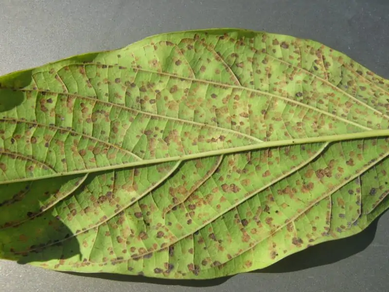 brown spots on avocado leaf