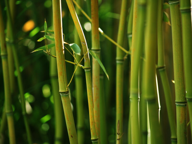 Planting Bamboo