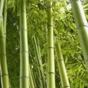 bamboo