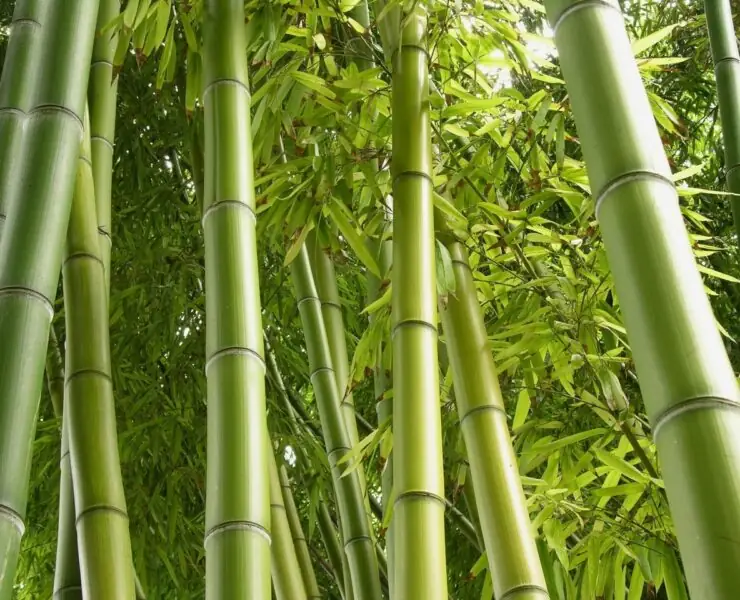 bamboo