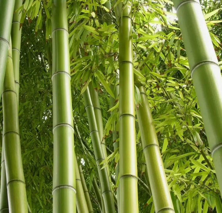 bamboo