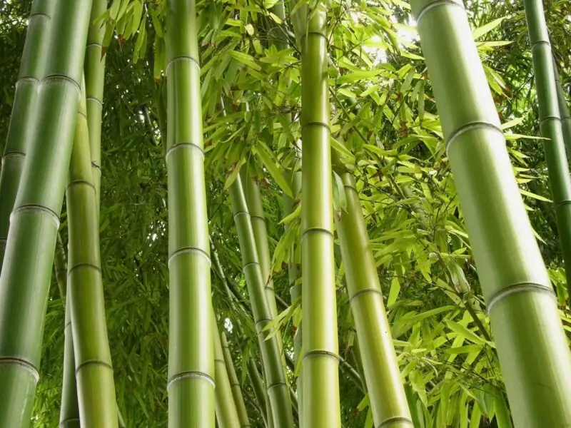 bamboo