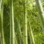 bamboo