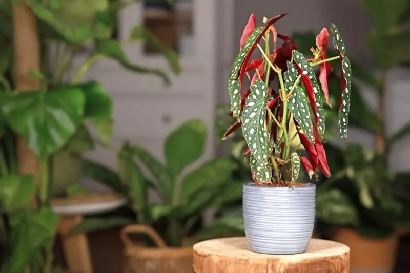 begonia maculata in pot