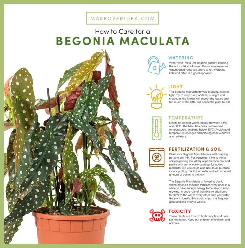 begonia maculata polka dot how to care chart infographic