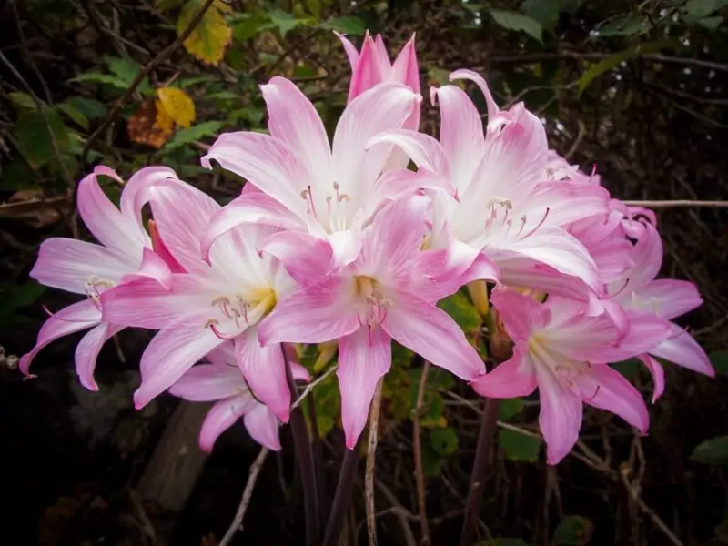 Growing Belladonna Lily