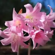 belladonna lily