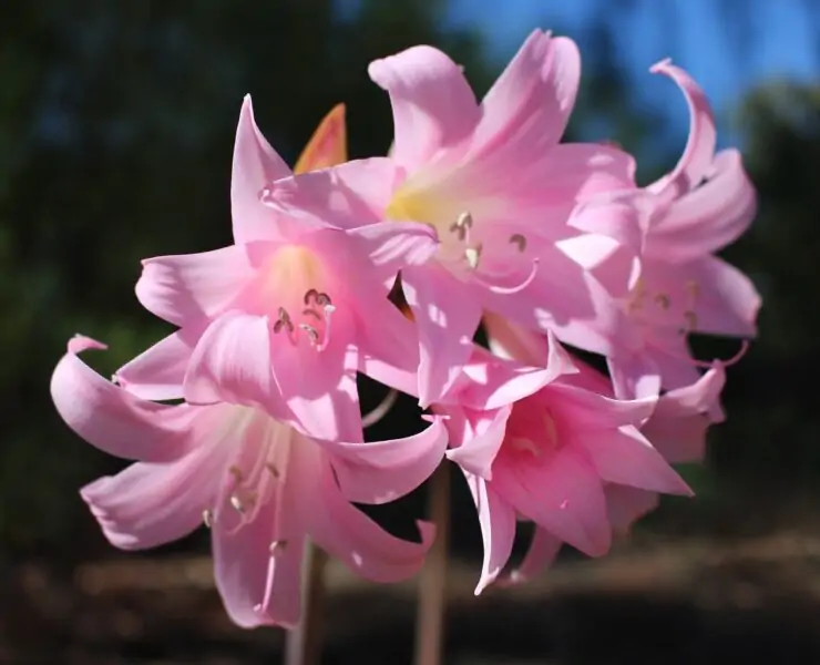 belladonna lily