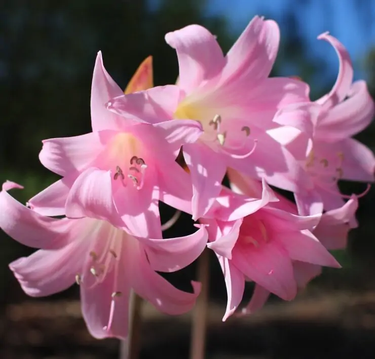 belladonna lily