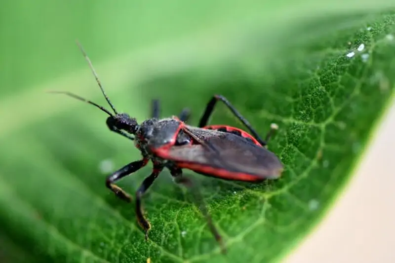 Assassin Bugs