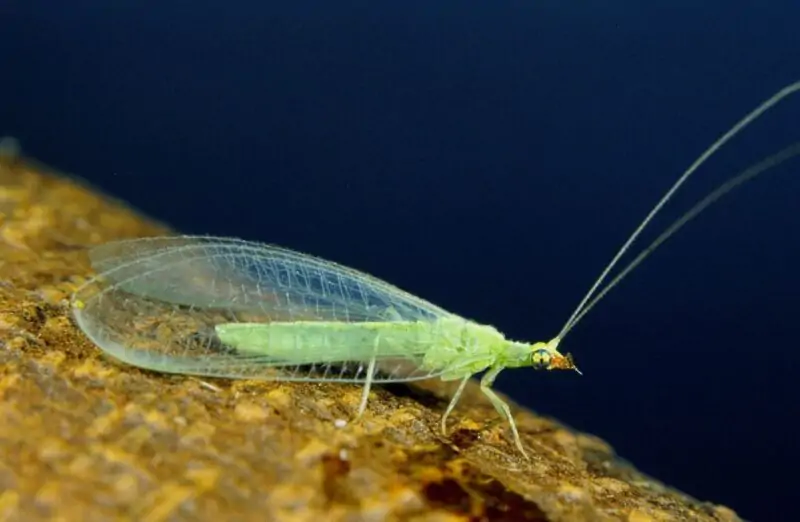 Lacewing