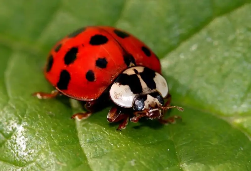 Lady Beetles