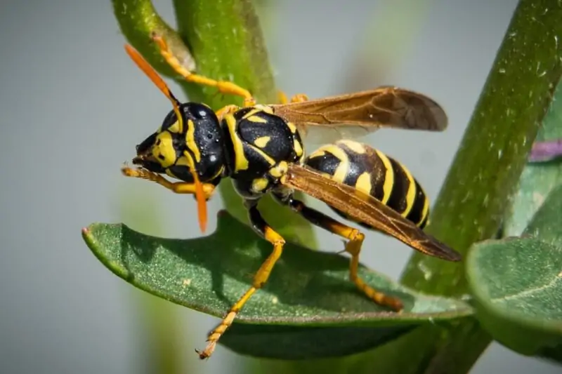 Wasps