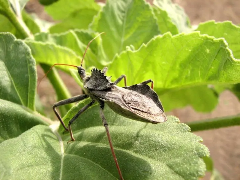 Wheel Bug