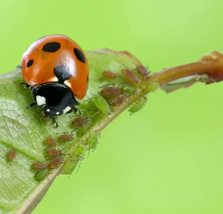 beneficial insects for the garden