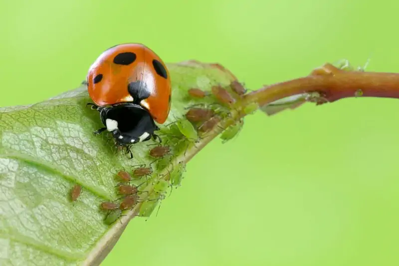 beneficial insects for the garden