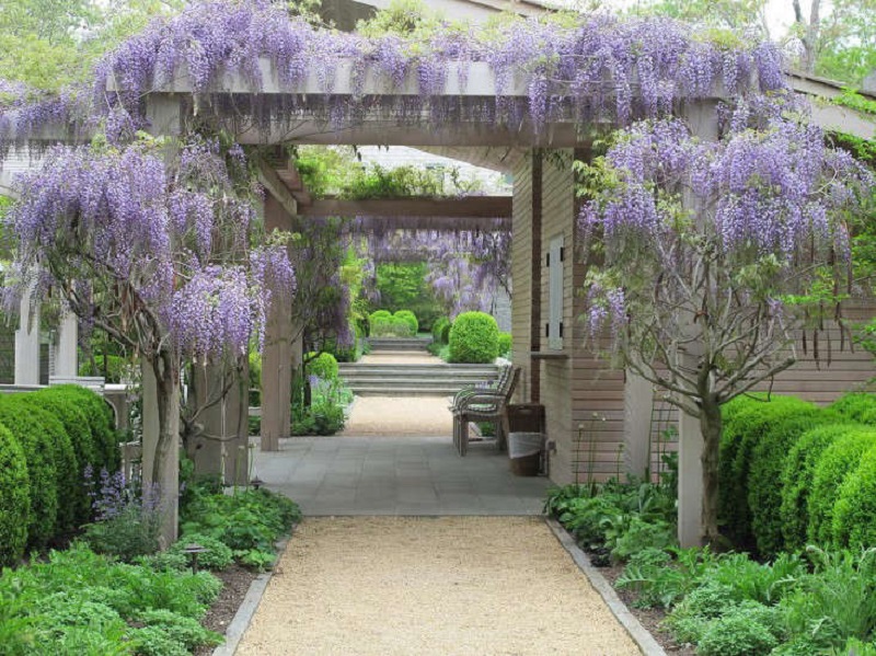 wisteria on a pegola