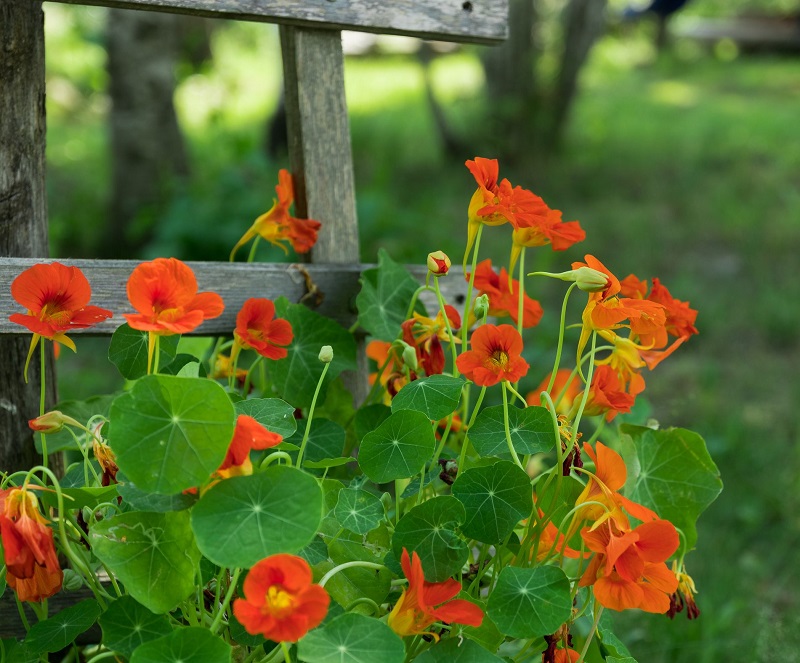 nasturtium on a pergola