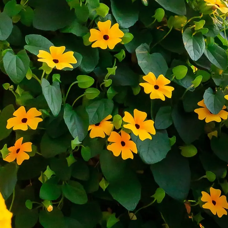 black eyed susan climbing vine