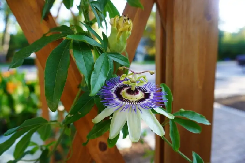 passion flower on a pergola