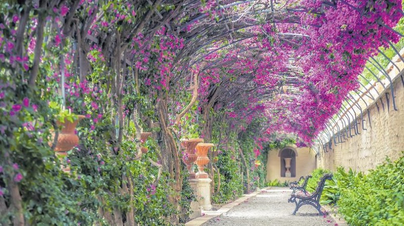 BouGainvillea over a pergola