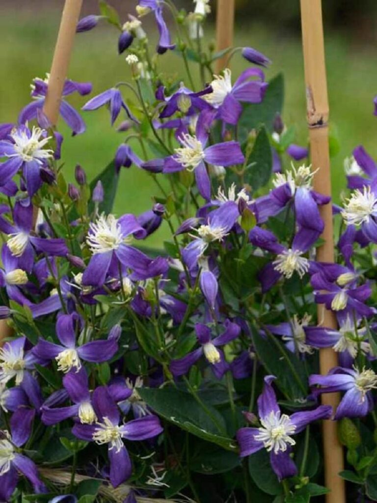 purple clematis