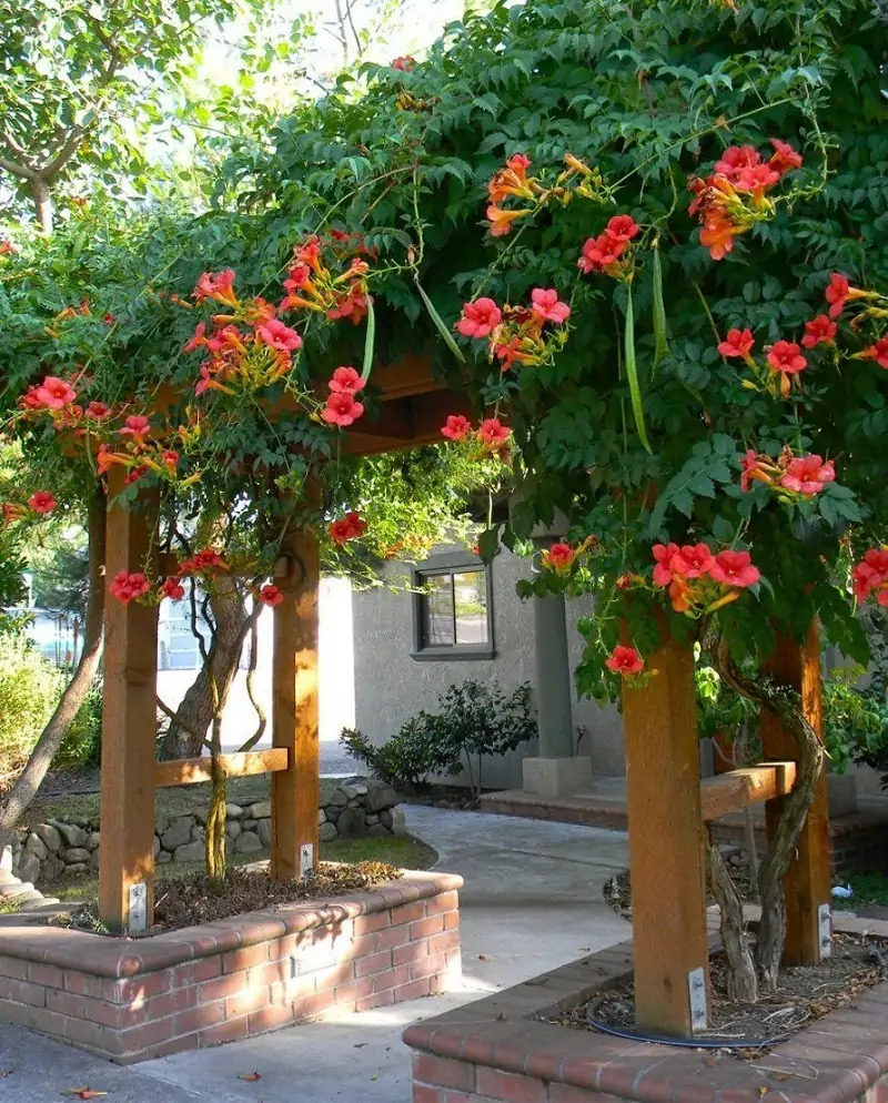 red trumpet vine