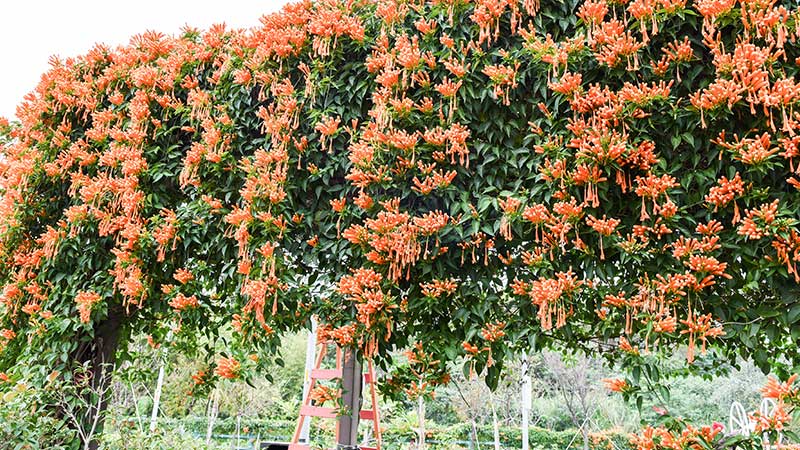 honeysuckle vine on pergola